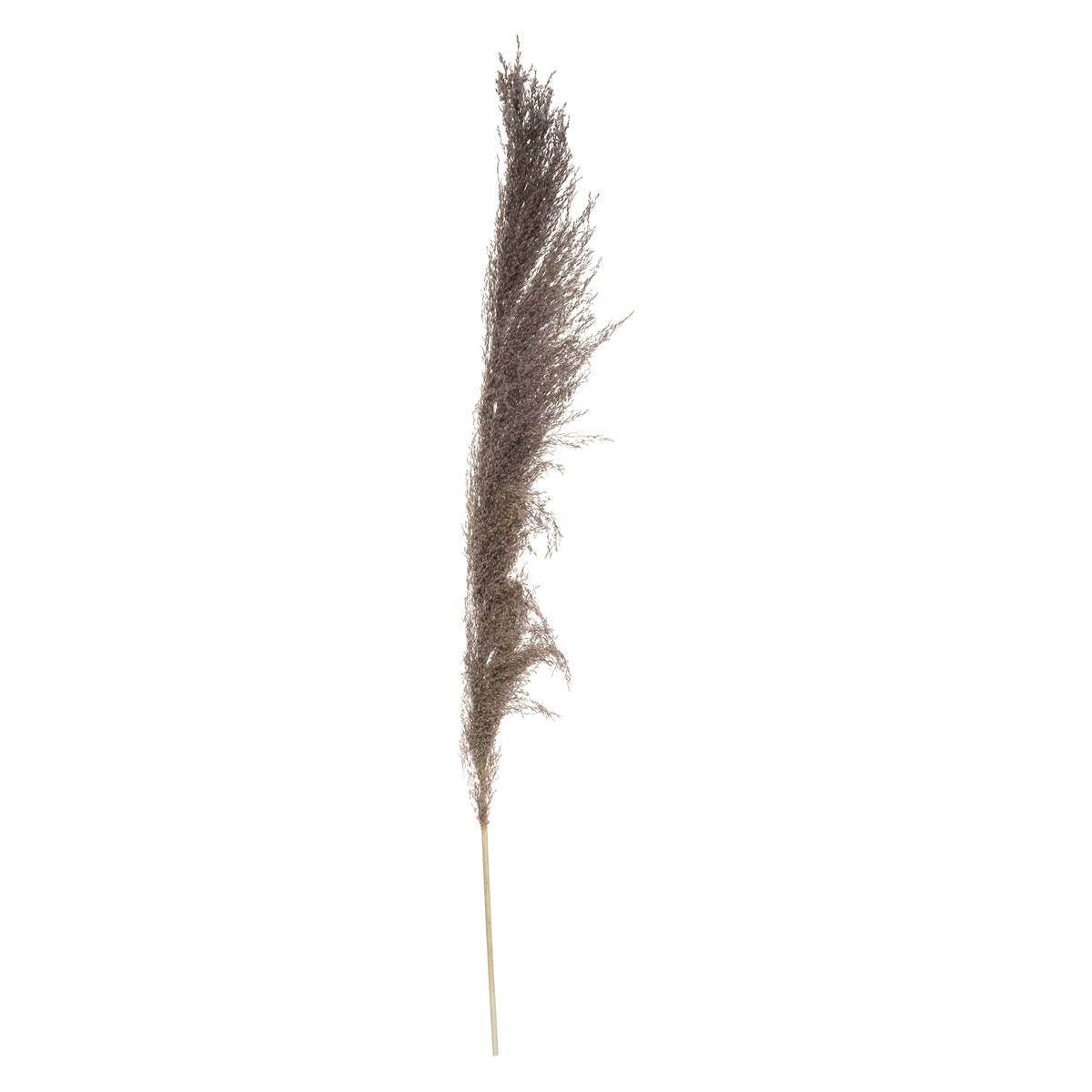 Set de 3 fleurs séchées PAMPA BRUNE marron, ATMOSPHERA