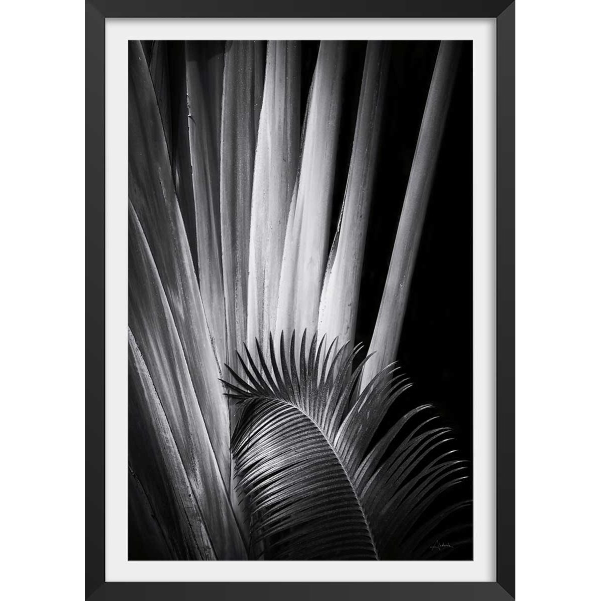 Poster jungle Marbella palm affiche + cadre en bois - noir, HEXOA