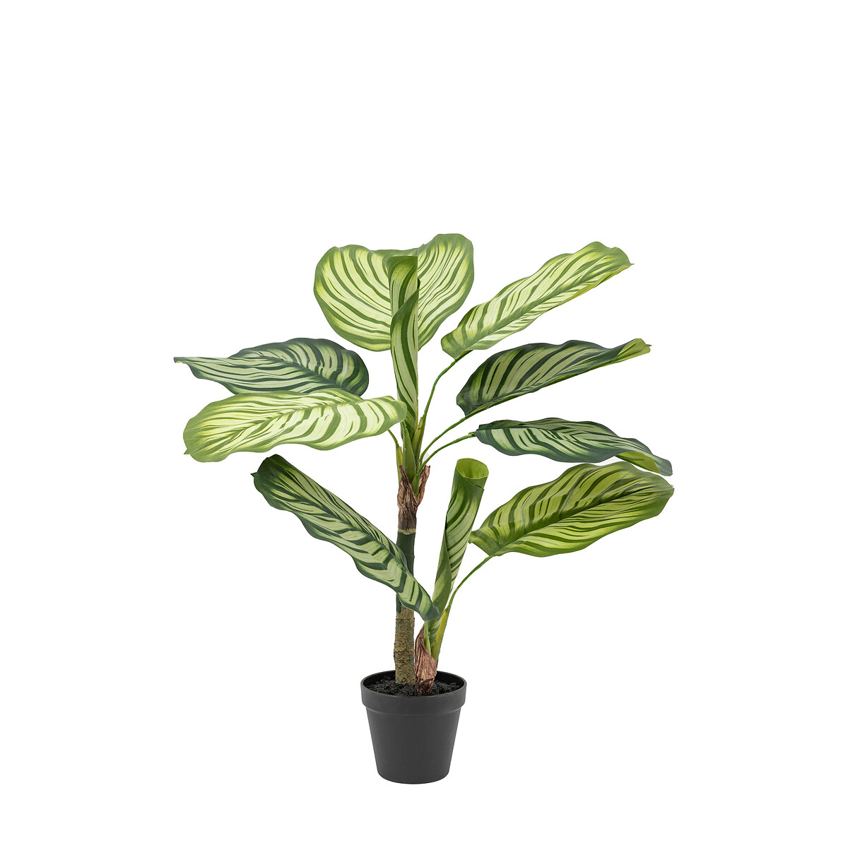 2ft Potted Calathea Leaf Tree green, ÉDITÉ