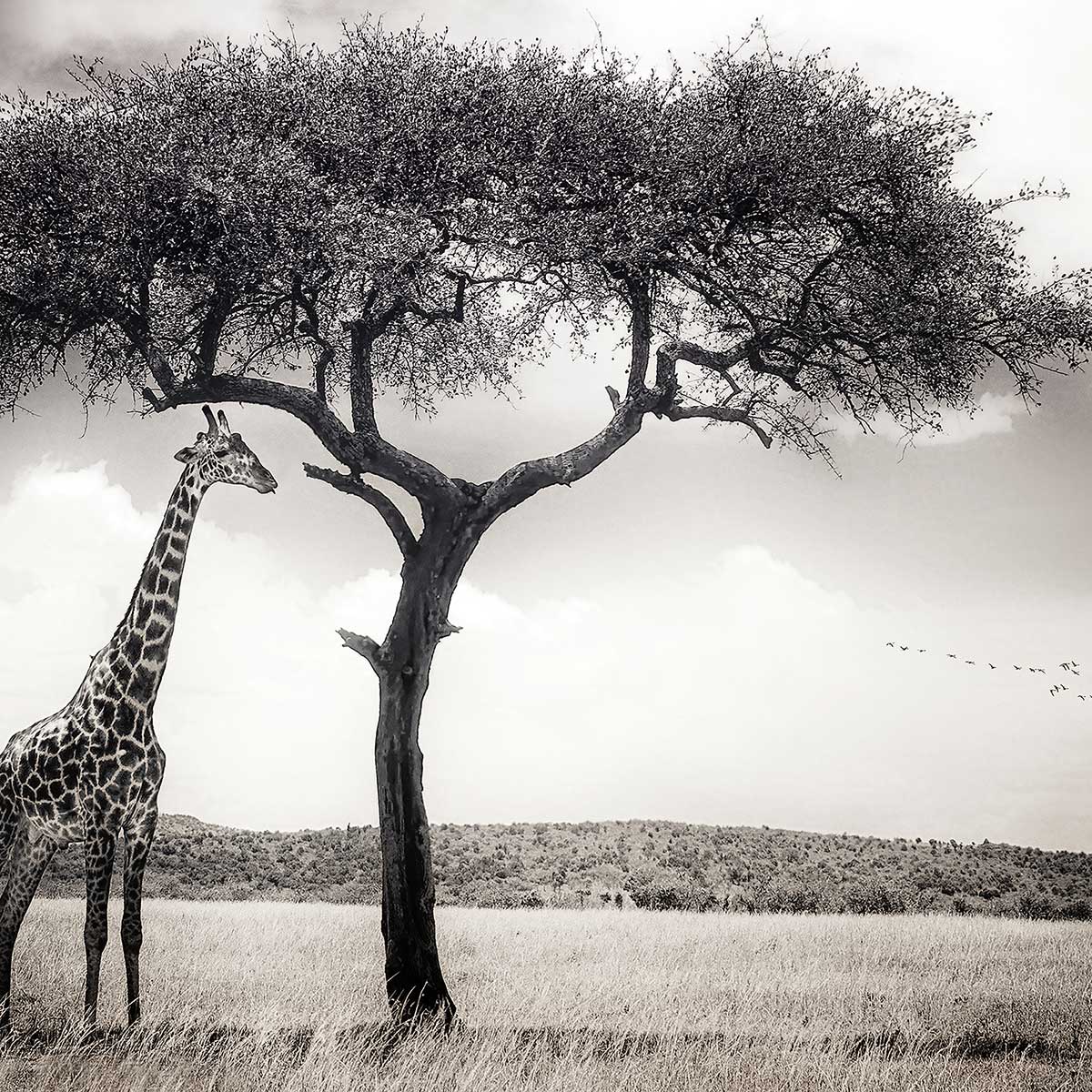 Tableau animaux sous le soleil d' afrique tableau alu dibond, HEXOA