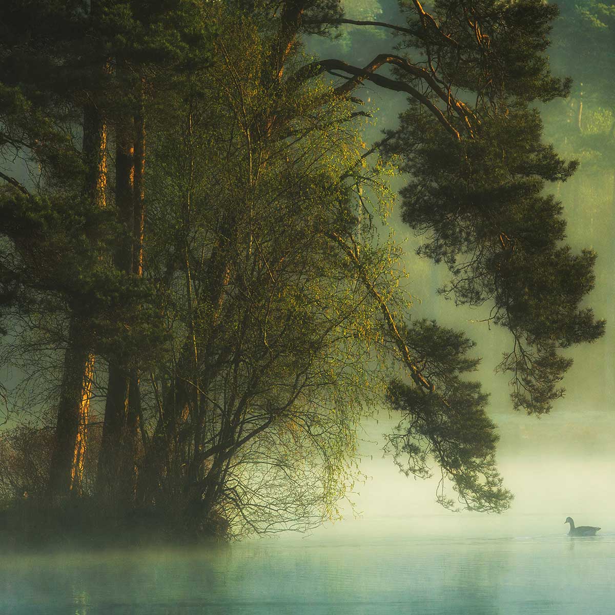 Tableau paysage marais neerlandais tableau alu dibond, HEXOA