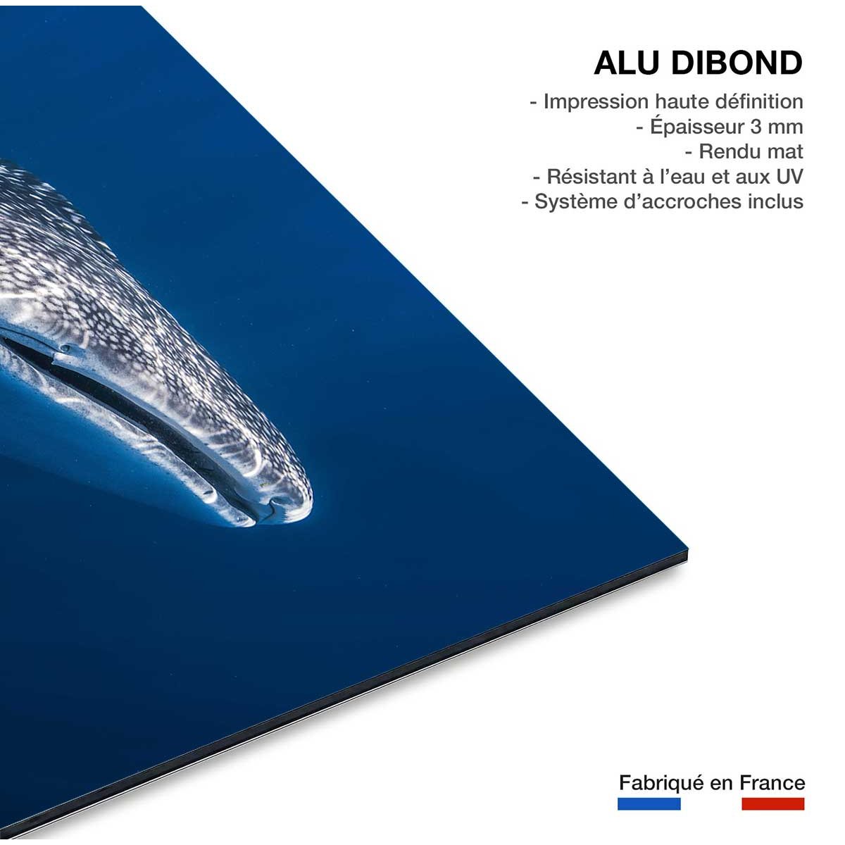 Tableau Requin baleine tableau alu dibond, HEXOA