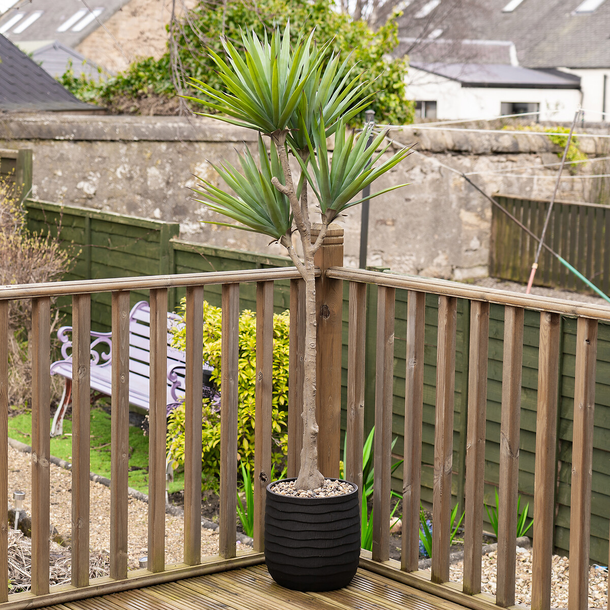 165cm Artificial UV Aloe in Black Ridged Pot green, SO'HOME