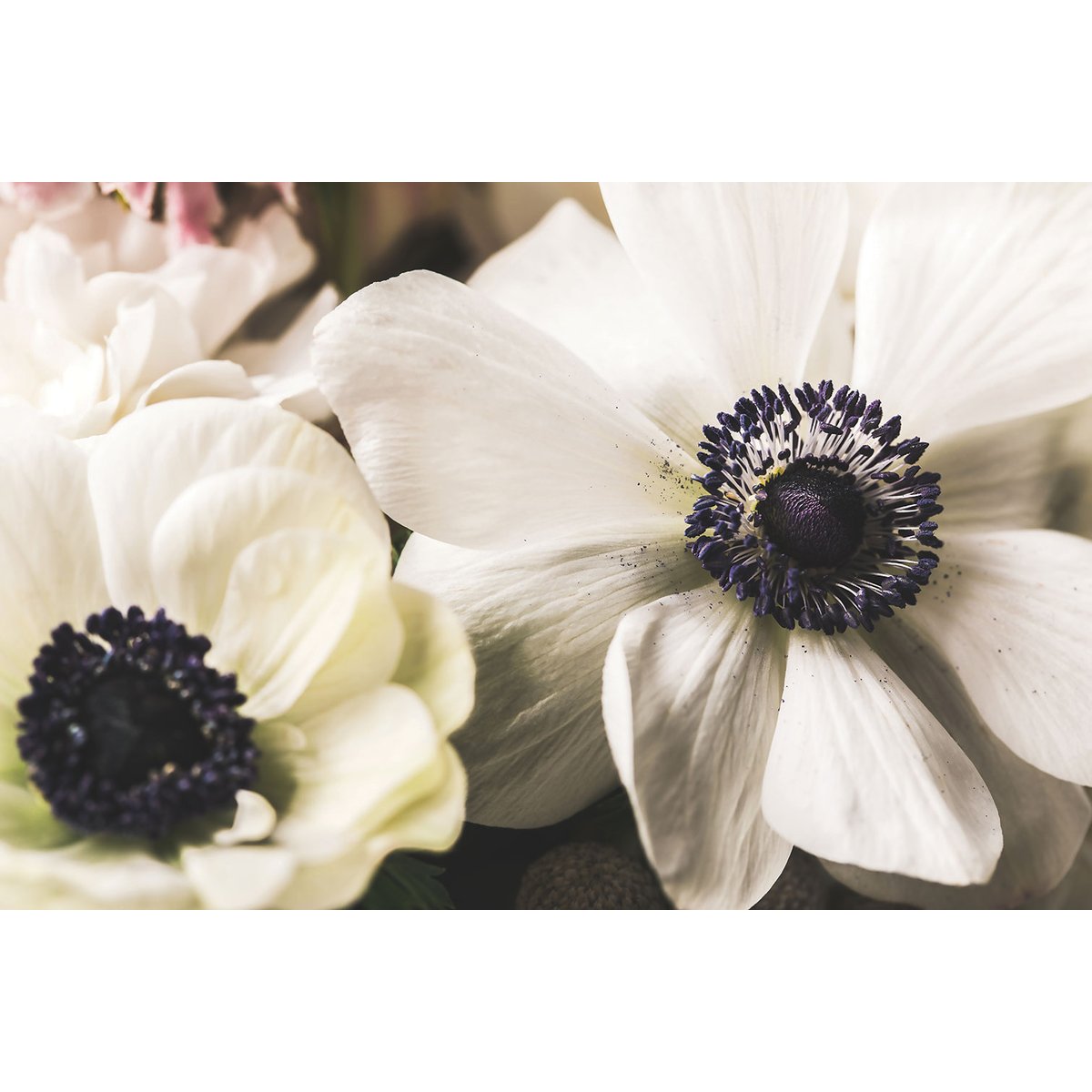 Tableau plantes fleur blanche au coeur violet tableau alu dibond, HEXOA