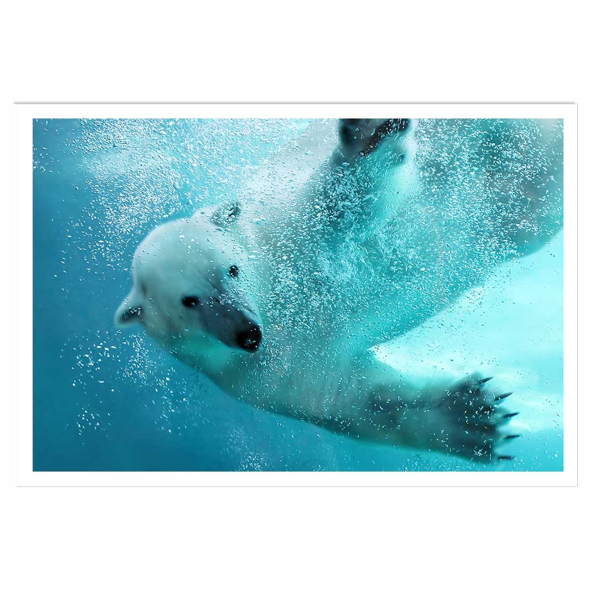 Affiche ours blanc en plein plongeon affiche seule, HEXOA