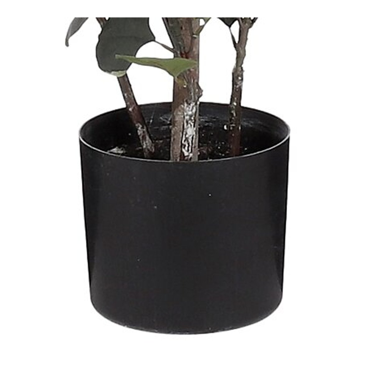 Plante artificielle EUCALYPTUS vert, MICA DECORATIONS