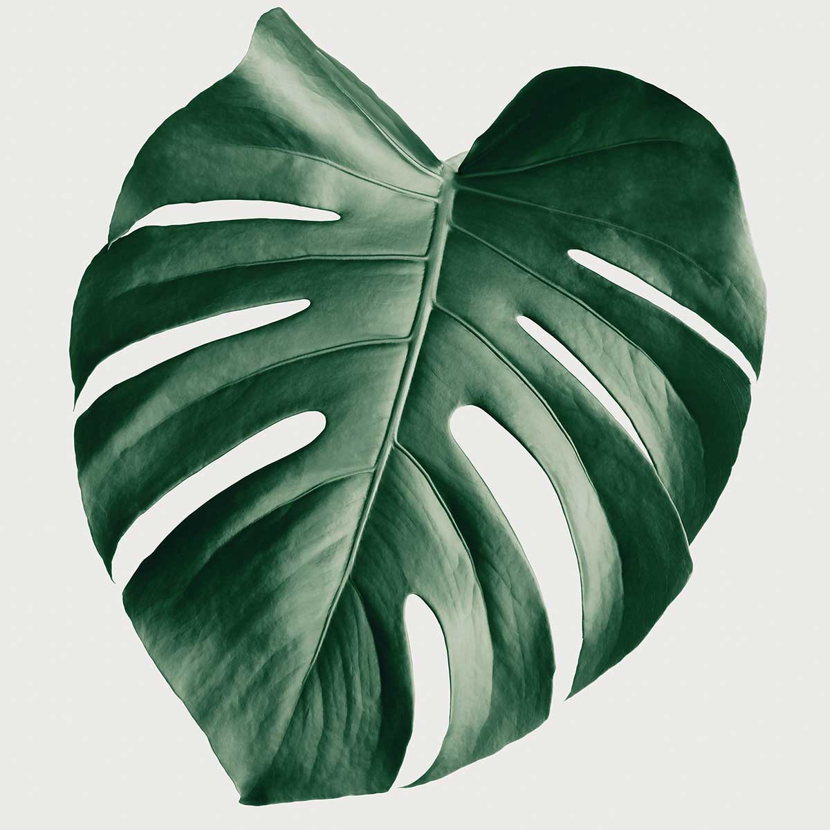 Tableau monstera perfect tableau alu dibond, HEXOA