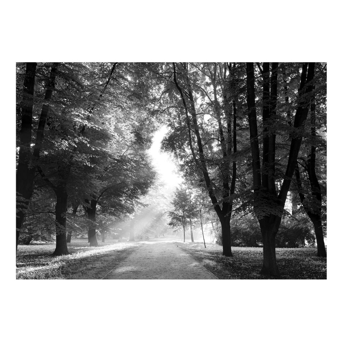 Papier peint intissé panoramique Paysage Path of Memories noir, EDEN