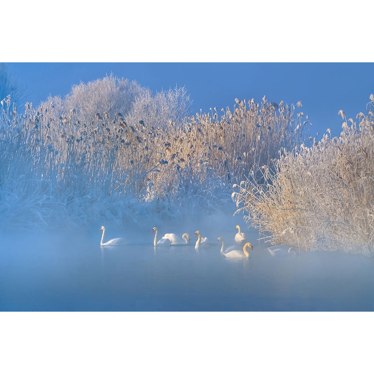 Tableau cygnes dans le givre matinal tableau alu dibond, HEXOA