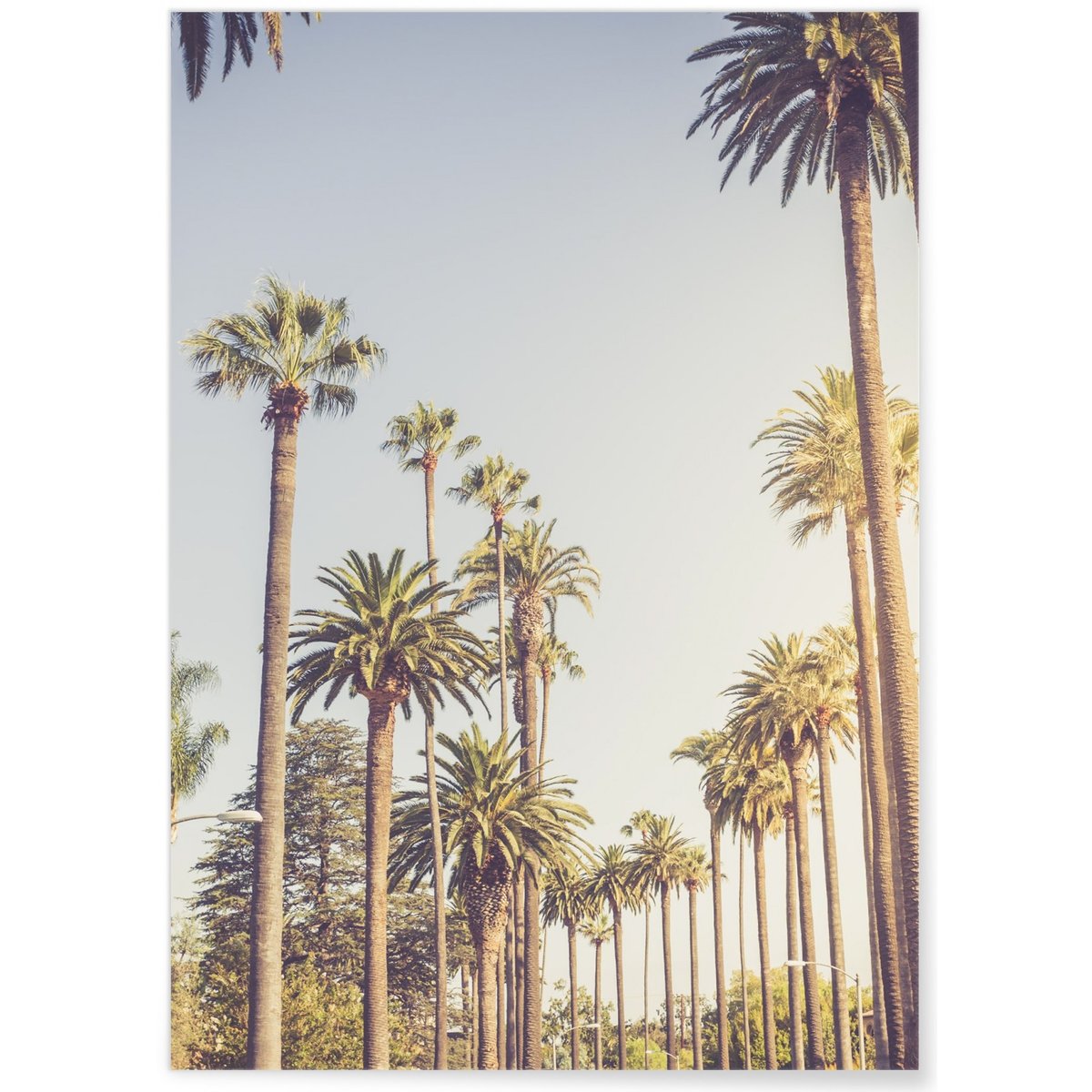 Poster Palmiers de Beverly Hills blanc, L'AFFICHERIE
