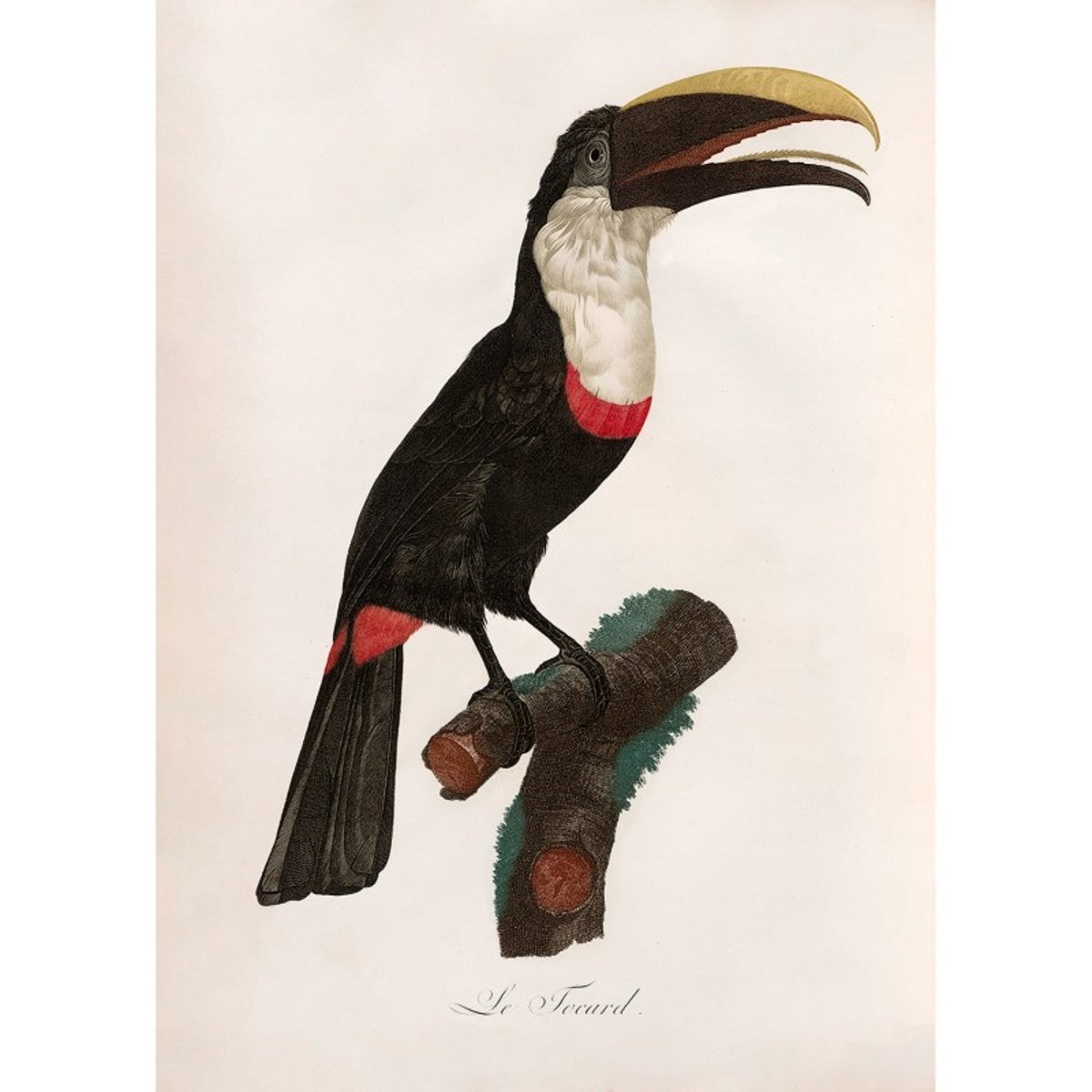 Affiche ancienne oiseau dessin  Le Toucan Tocard noir, THE DYBDAHL CO