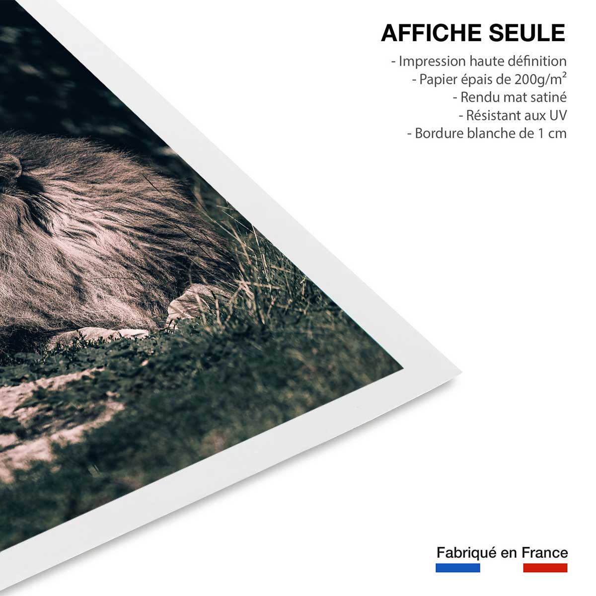 Affiche lion mon roi affiche seule, HEXOA