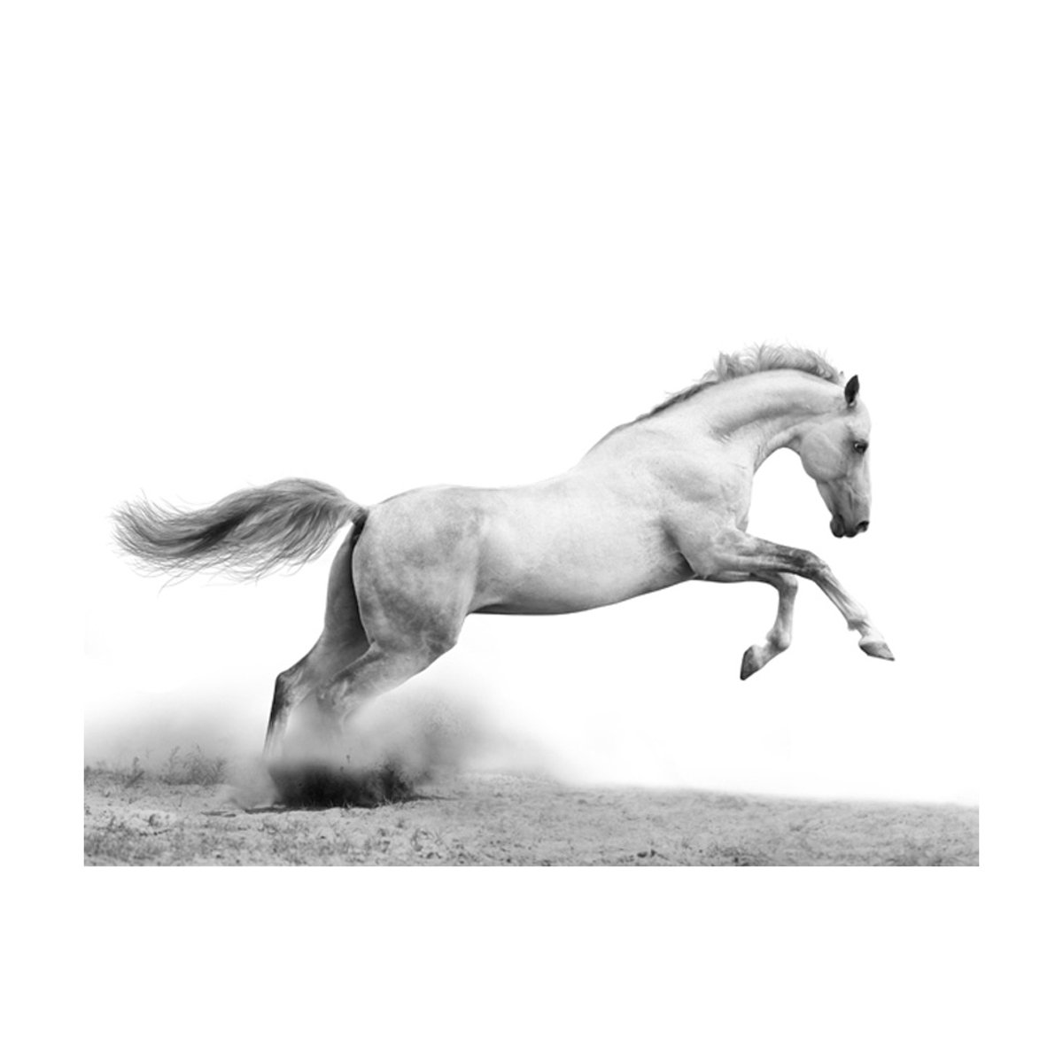 Papier peint intissé panoramique Animaux White gallop noir, EDEN