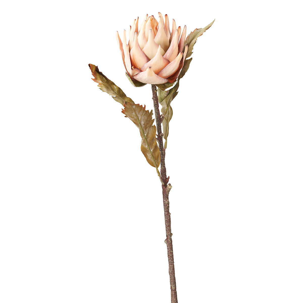 Set of 6 74cm Apricot Lotus Stems apricot, ÉDITÉ