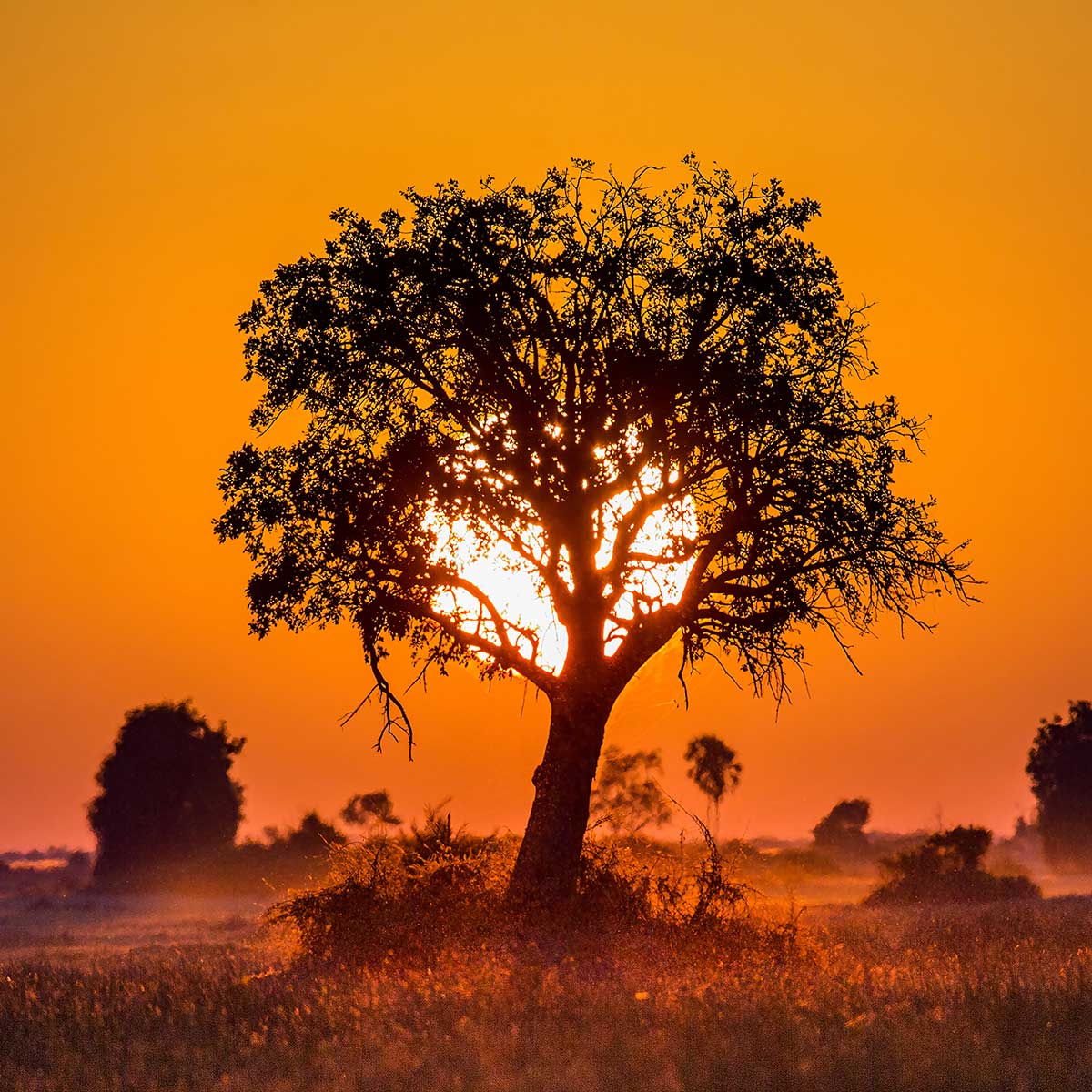 Tableau la savane tableau alu dibond, HEXOA