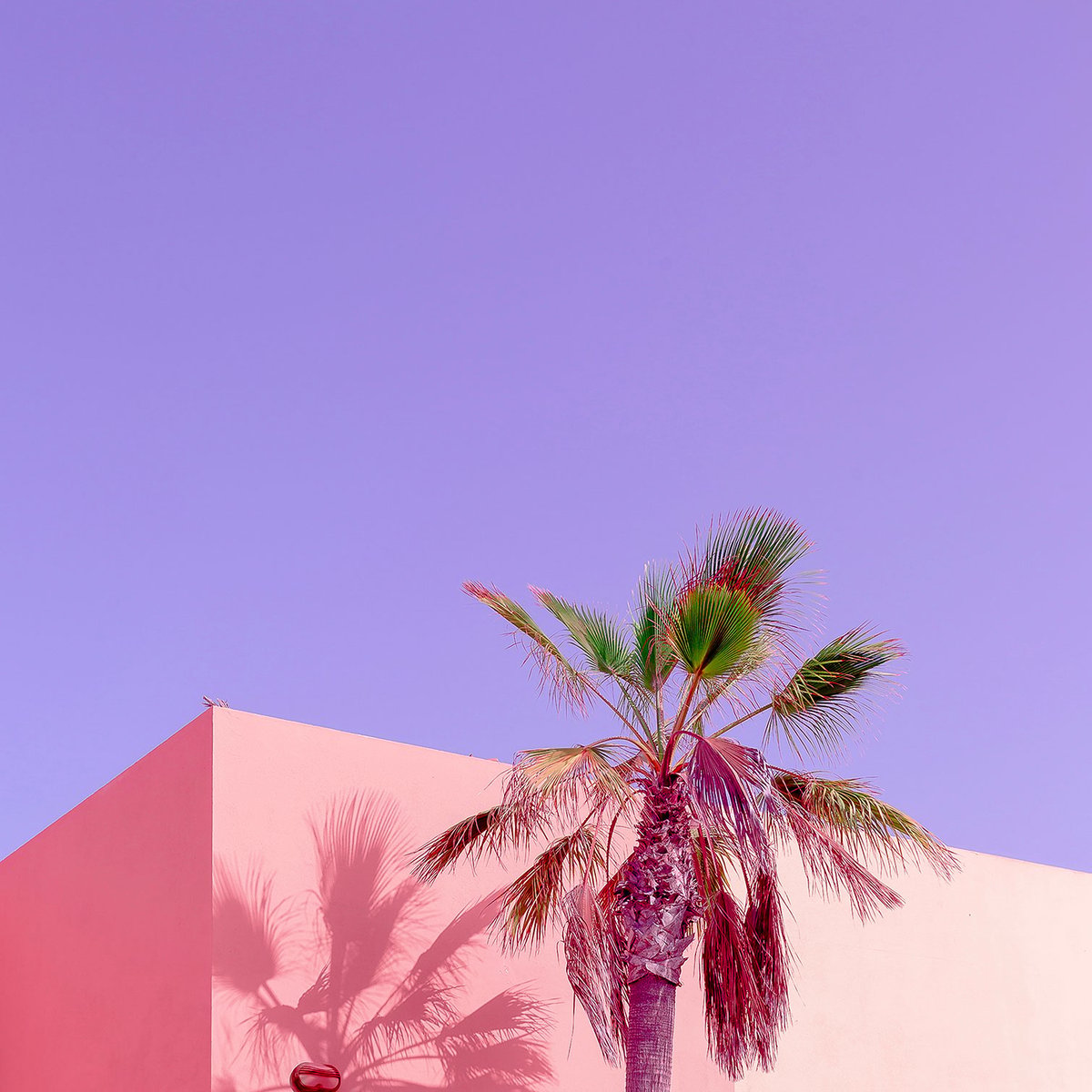 Tableau palma rose tableau alu dibond, HEXOA