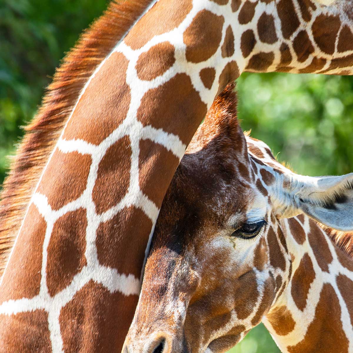 Tableau girafes complices en forêt toile imprimée, HEXOA