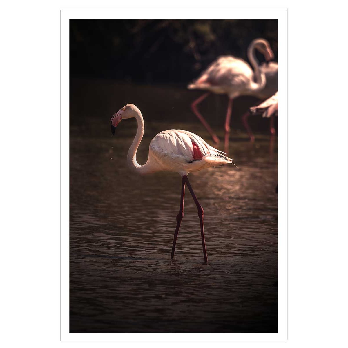 Affiche flamingo in miami affiche seule, HEXOA