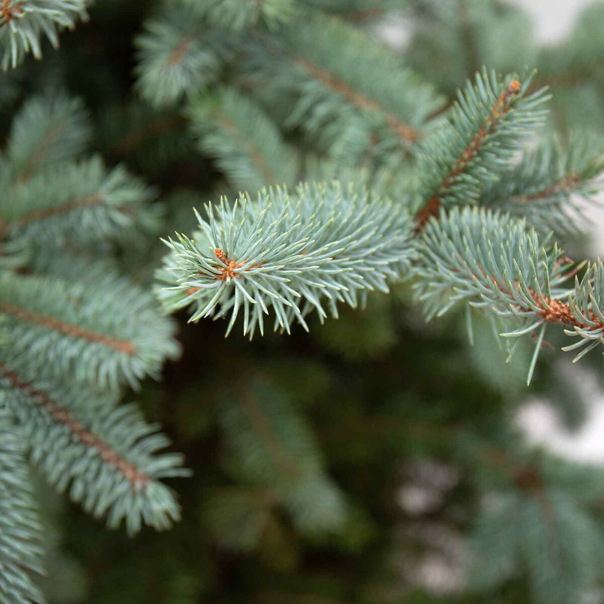 Abeto azul | Árvore de natal natural, BIOMA verde, BIOMA PLANTS