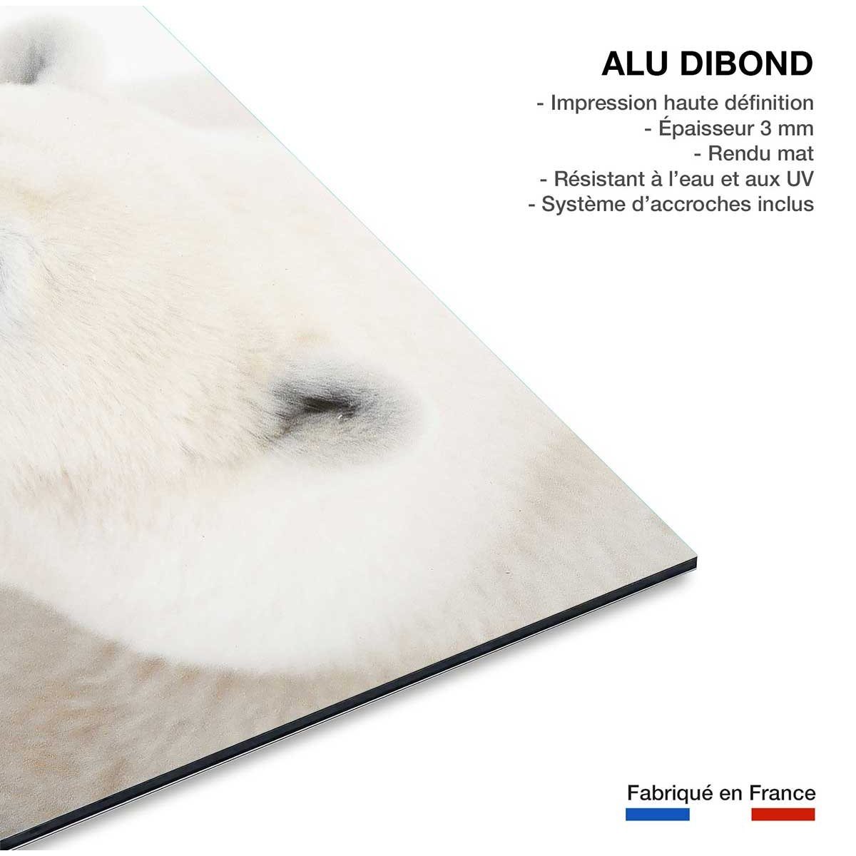 Tableau ours blanc polaire tableau alu dibond, HEXOA