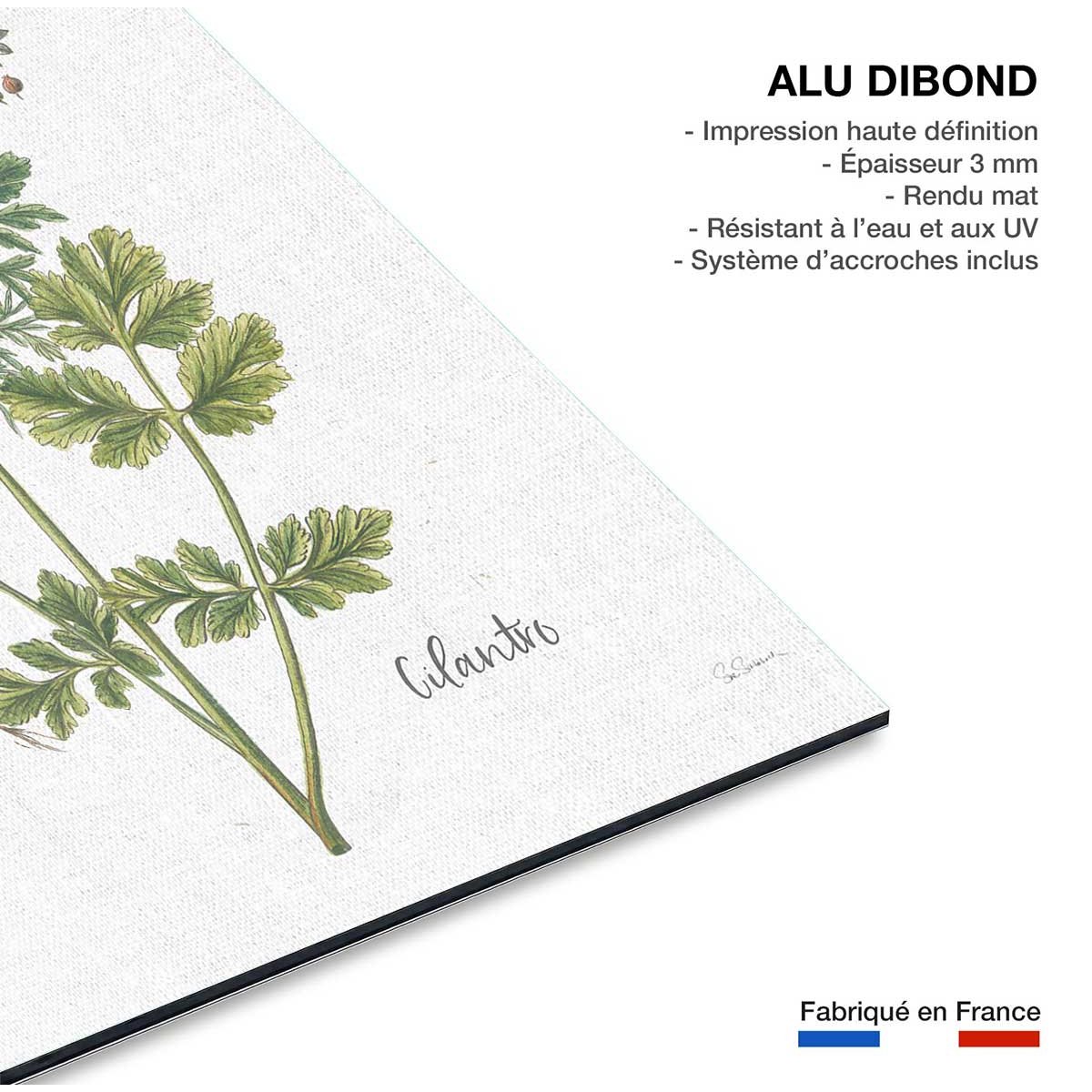 Tableau fleurs Coriandre dessinée tableau alu dibond, HEXOA