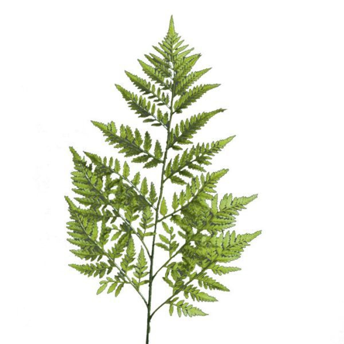 Feuille branche de Fougère artificielle v002239, ARTIFICIELLES