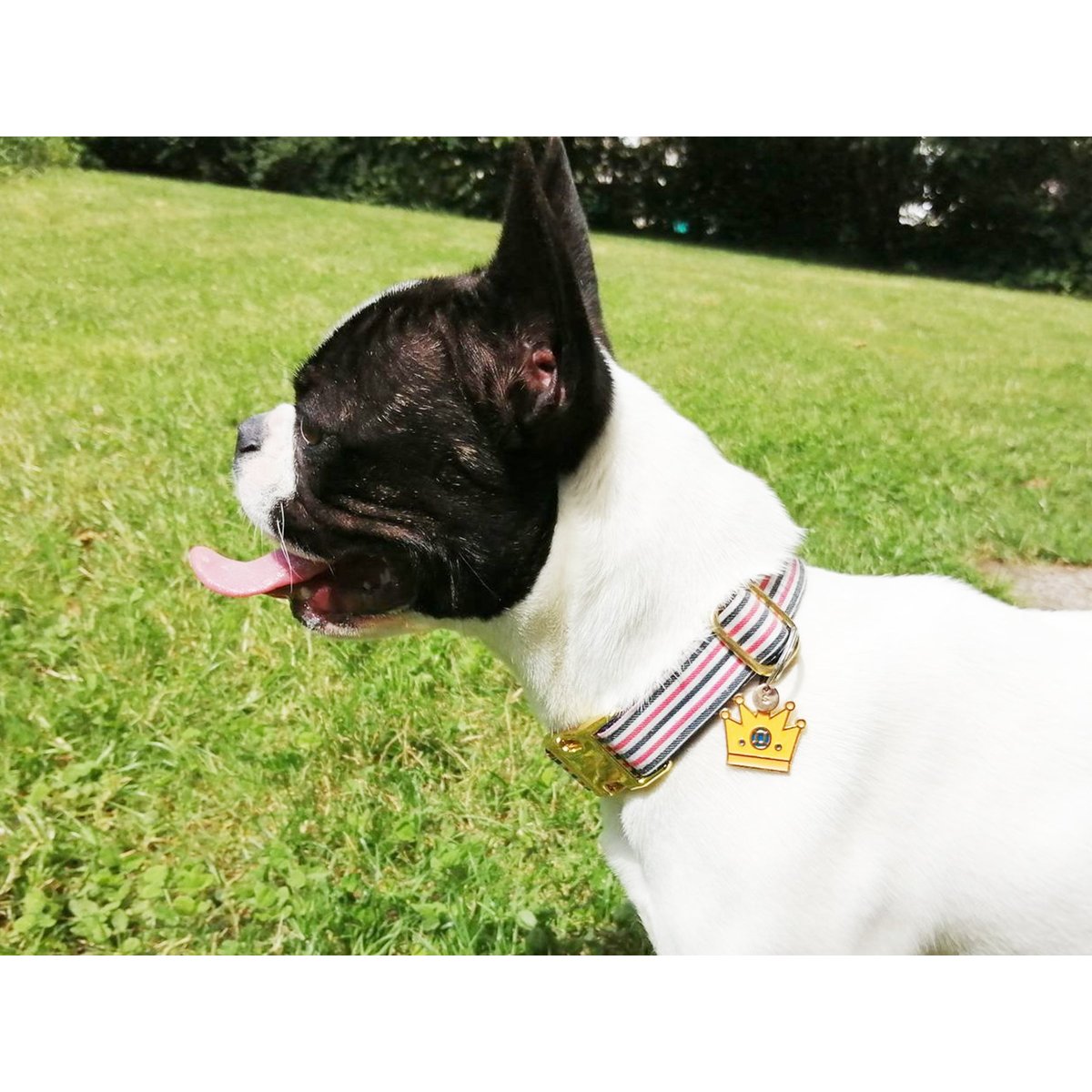 Collier pour chien THE FRENCH BANBAN bleu, blanc, rouge, FRENCH BANDIT