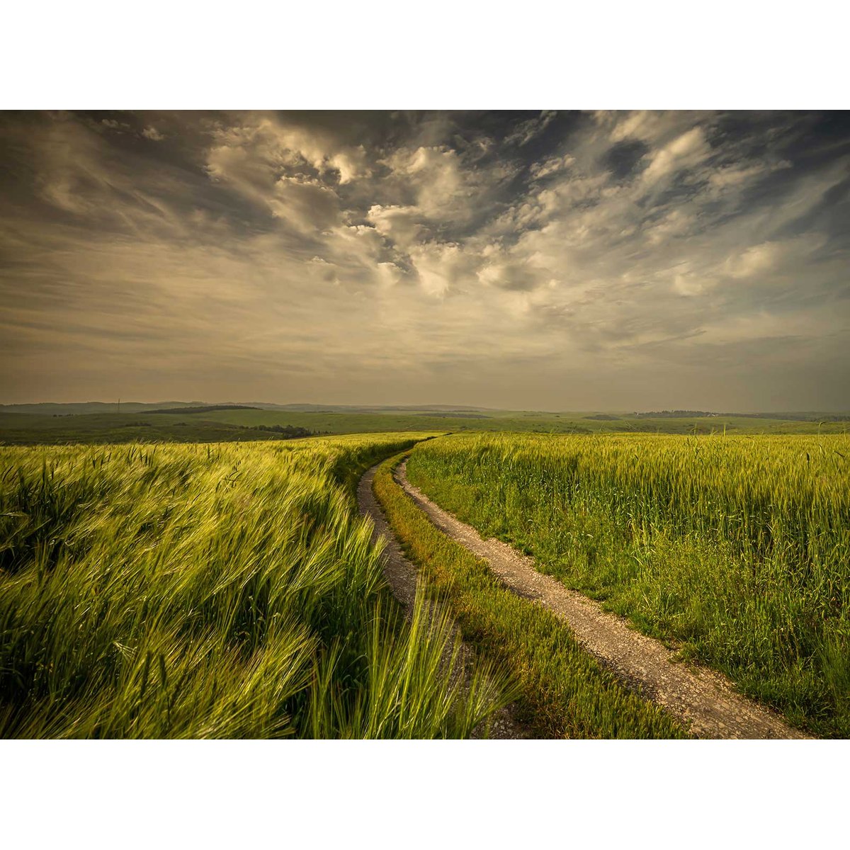 Papier peint les champs verts intissé, HEXOA
