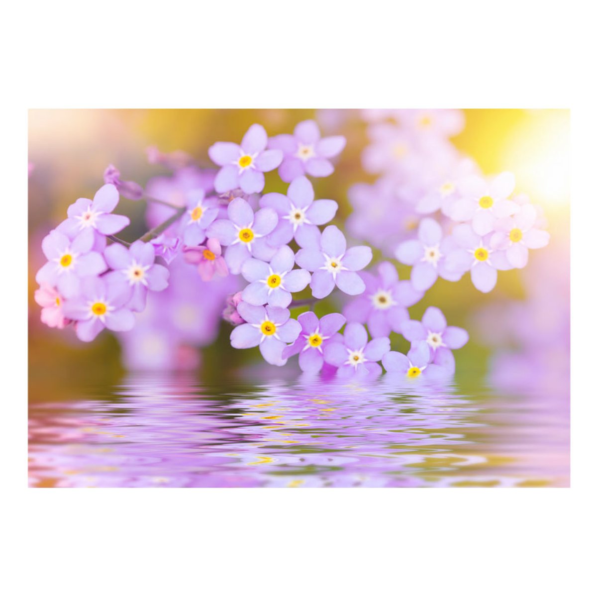 Papier peint intissé panoramique Fleurs Violet Petals In Bloom vert, EDEN