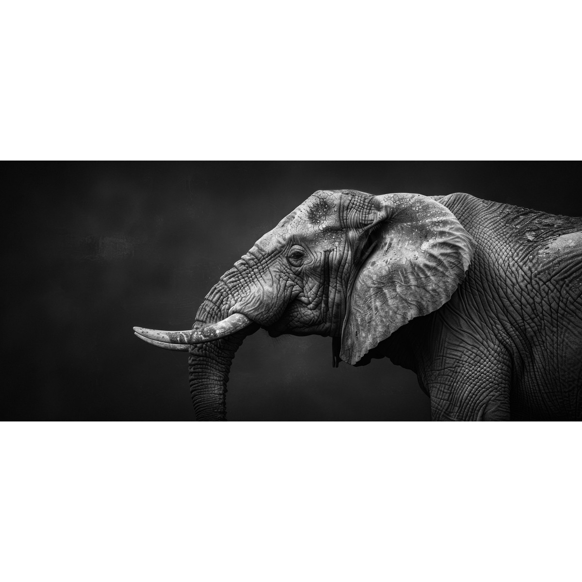 Tableau Sur Verre Synthétique Éléphant De Profil Noir Et Blanc ANIMAUX tableau en verre synthétique, CEANOTHE