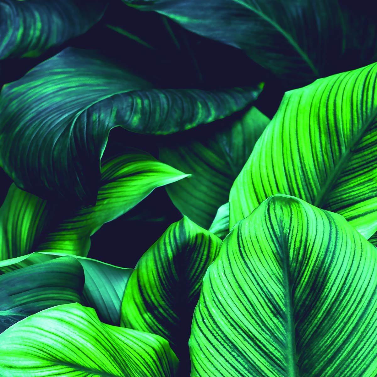 Papier peint panoramique feuilles vert menthe intissé, HEXOA