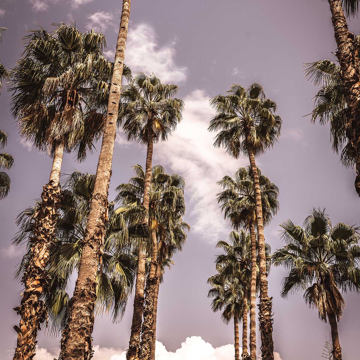 Affiche los angeles beverly hills affiche + cadre en bois - noir, HEXOA