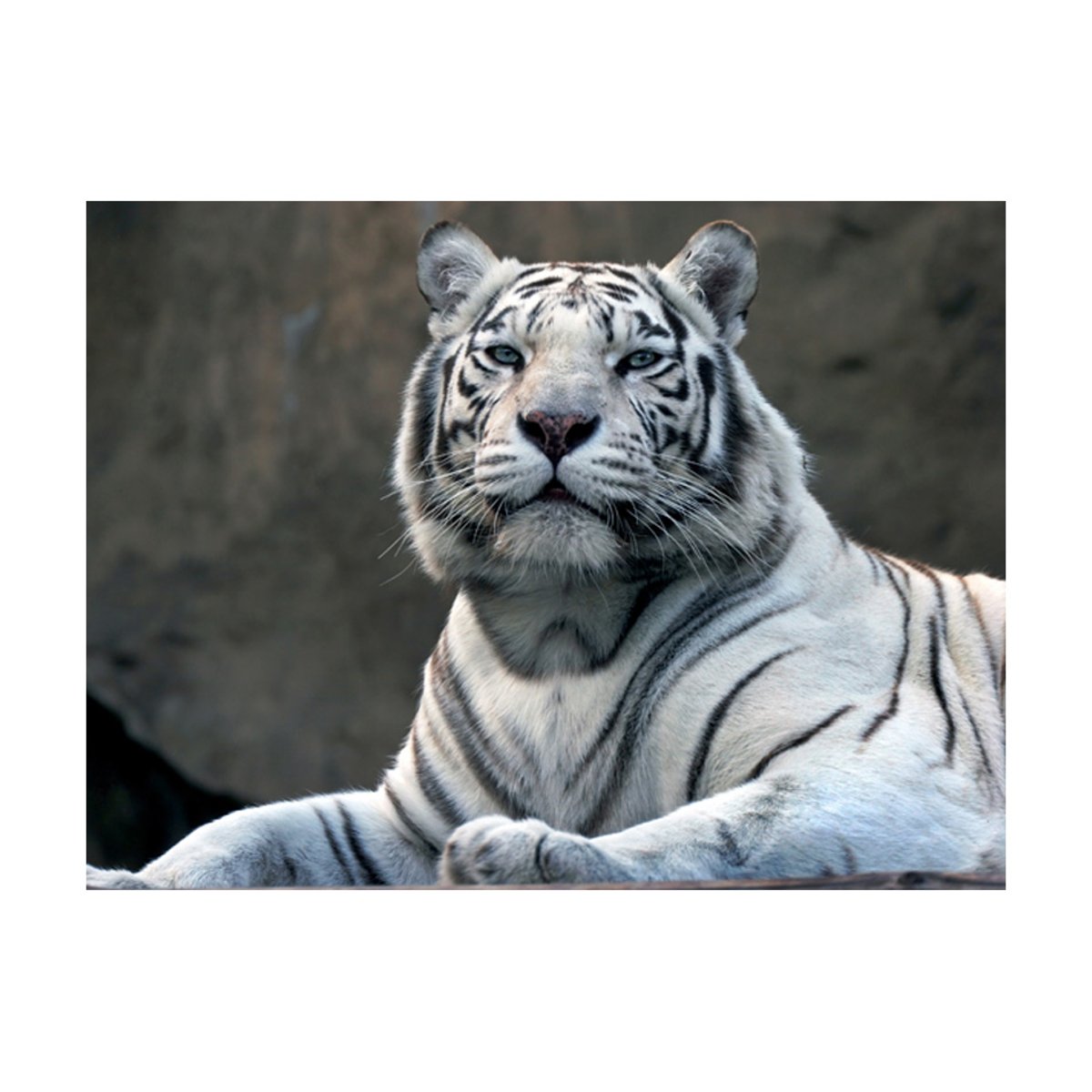 Papier peint intissé panoramique Animaux Tigre du Bengale au zoo noir, EDEN