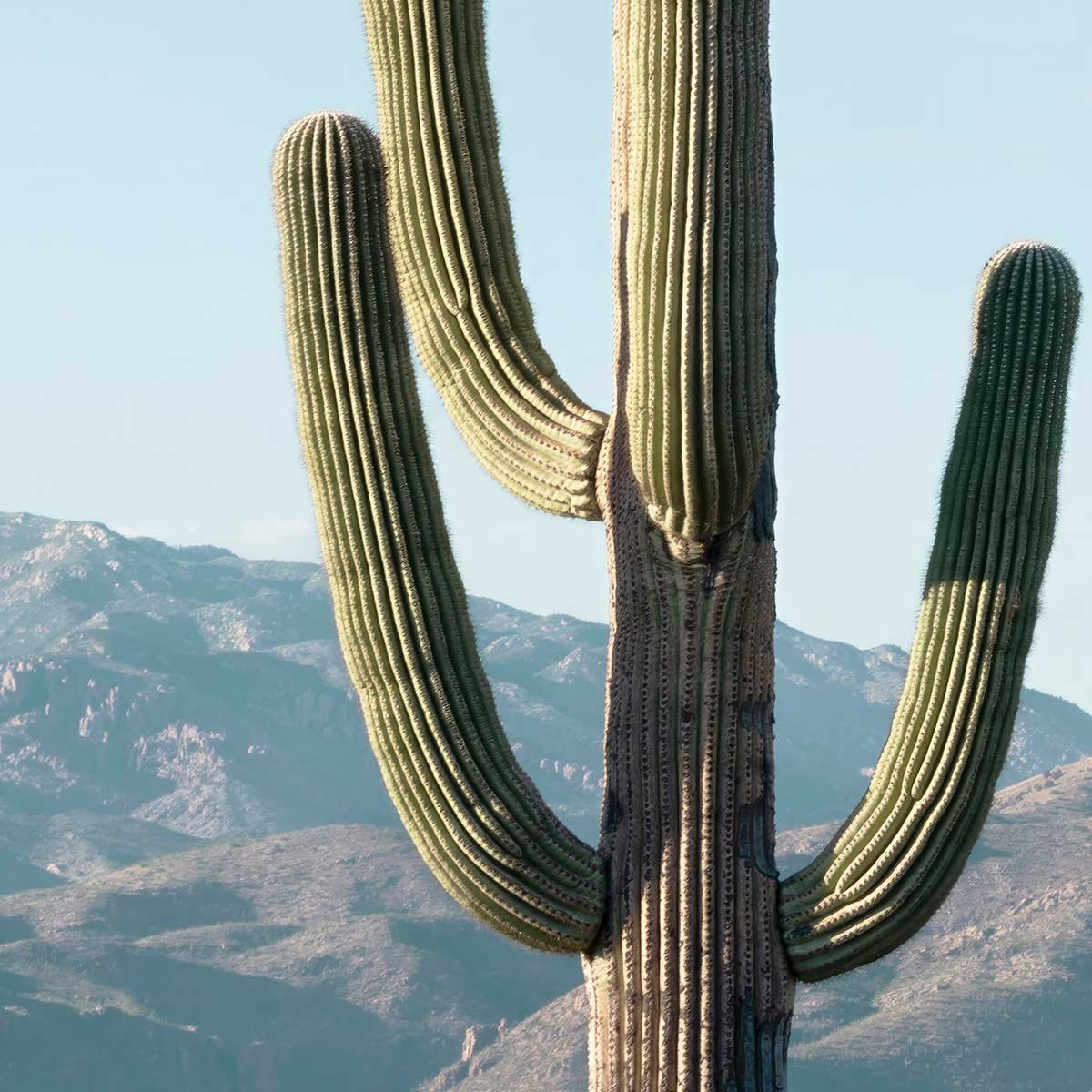 Papier peint jungle cactus mexico intissé, HEXOA