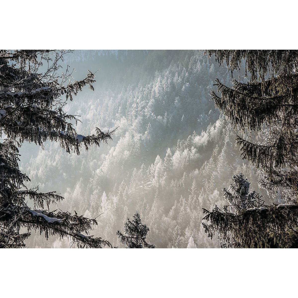 Tableau forest in fog drama tableau alu dibond, HEXOA