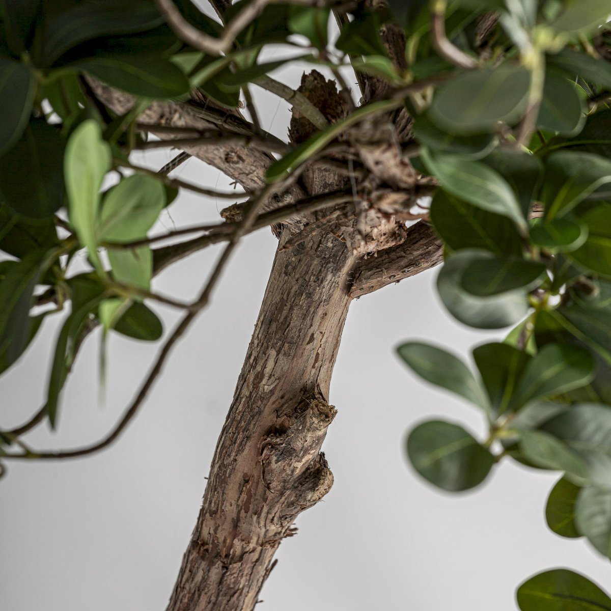 Ficus décoratif en bois fait main vert et marron, RECOLLECTION