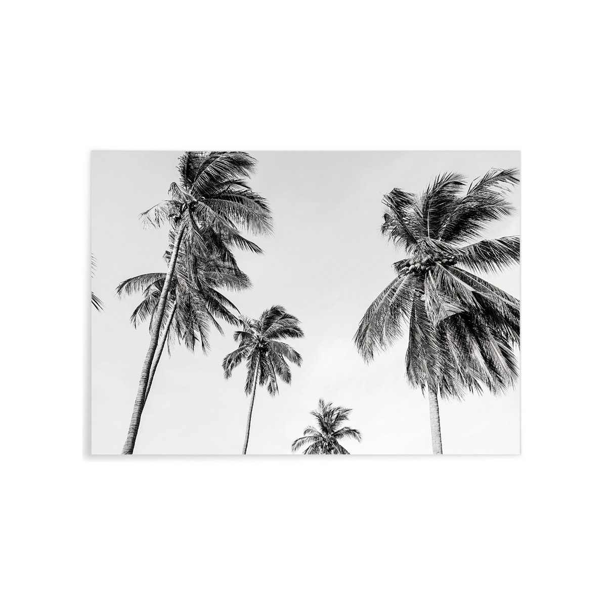 Affiche Palm Trees 8 blanc, L'AFFICHERIE