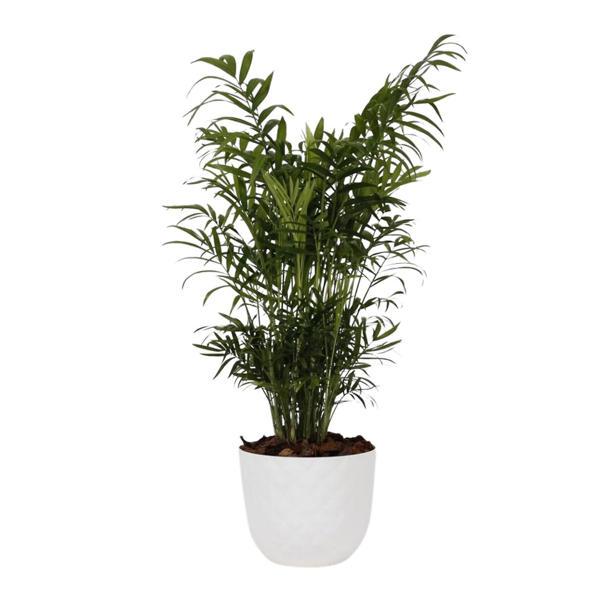 Planta Chamaedorea elegans + vaso havana tropical, da BIOMA branco, BIOMA PLANTS
