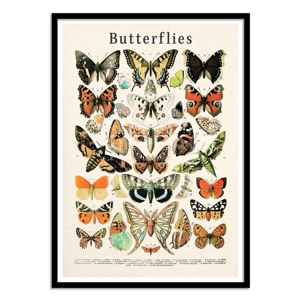 Affiche d'art - Butterflies collection - Gal Design affiche d'art, WALL EDITIONS