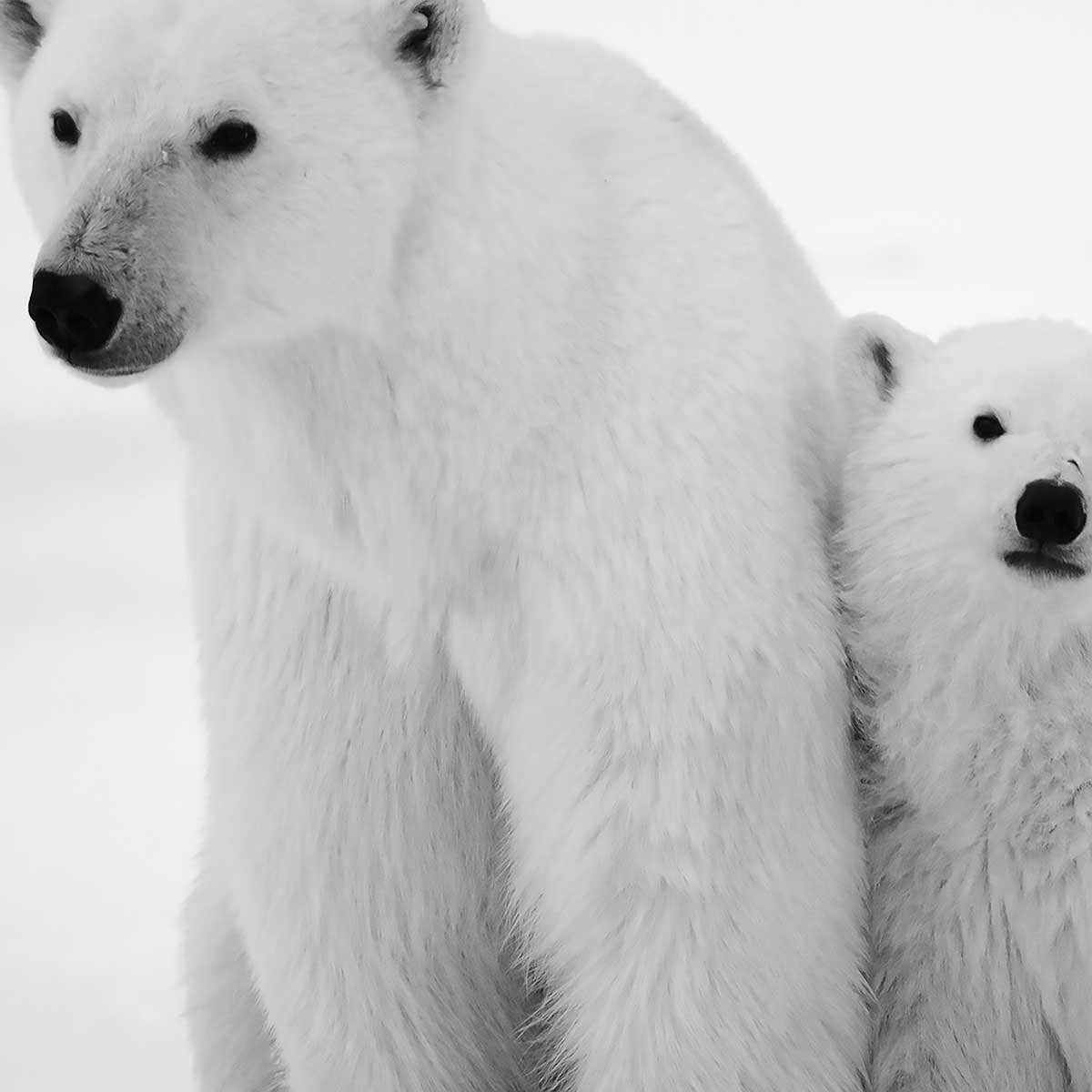 Affiche encadrée ours polaires en noir et blanc affiche + cadre en métal - noir, HEXOA