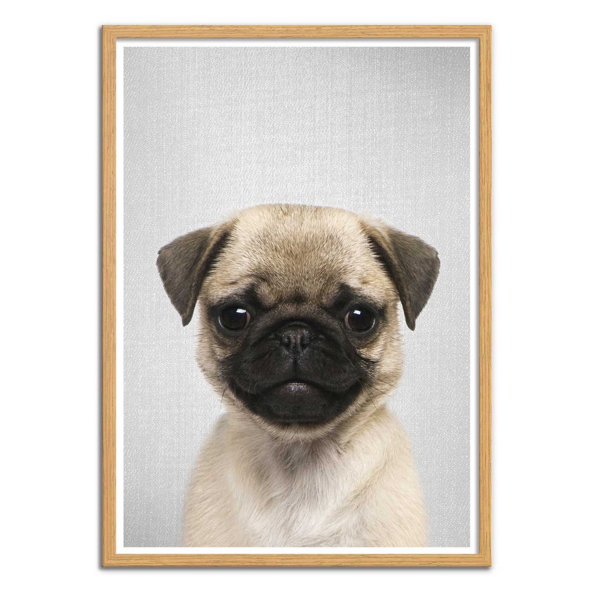 Affiche d'art - Pug Puppy - Gal Design affiche d'art, WALL EDITIONS