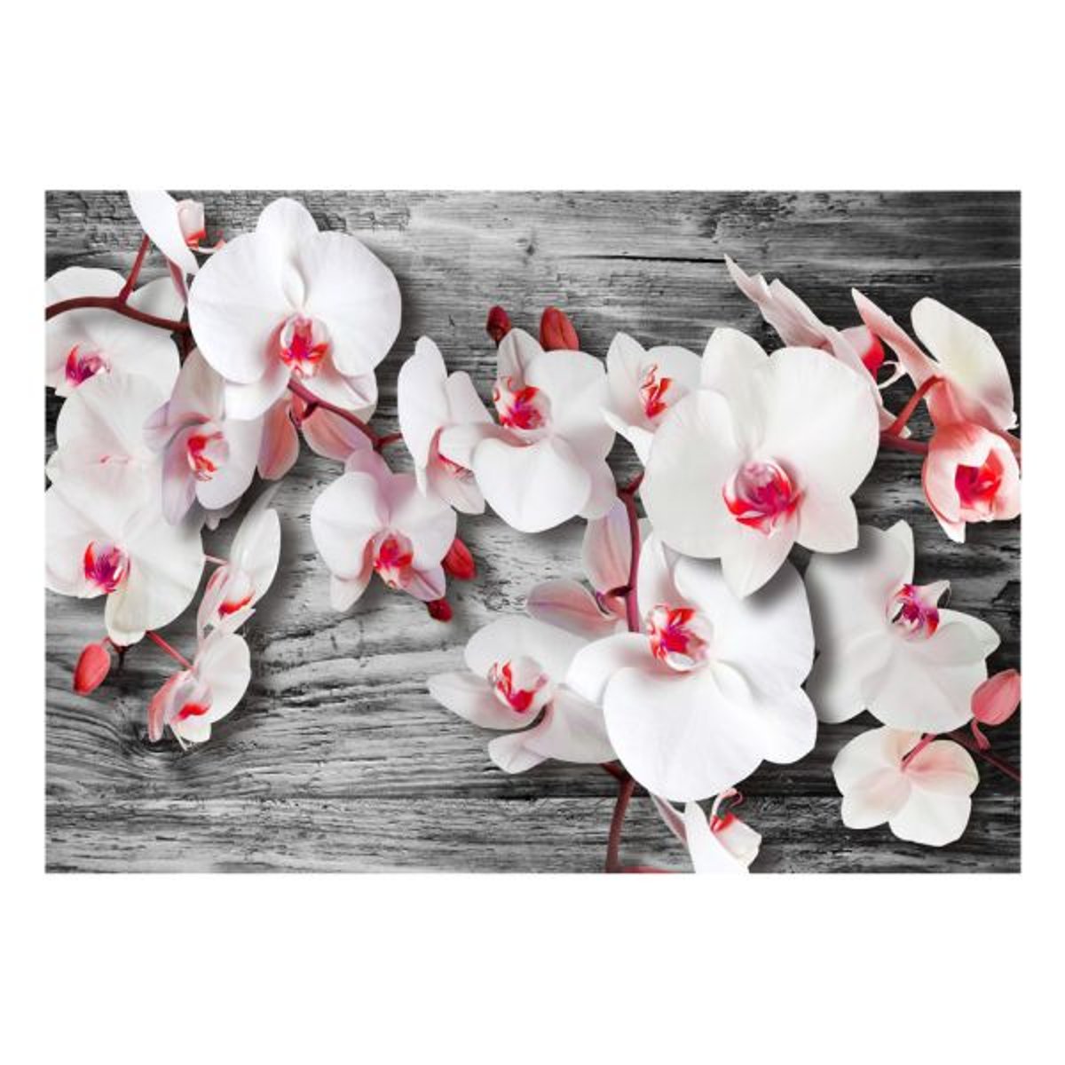 Papier peint intissé panoramique Fleurs Callous orchids gris / argent, EDEN