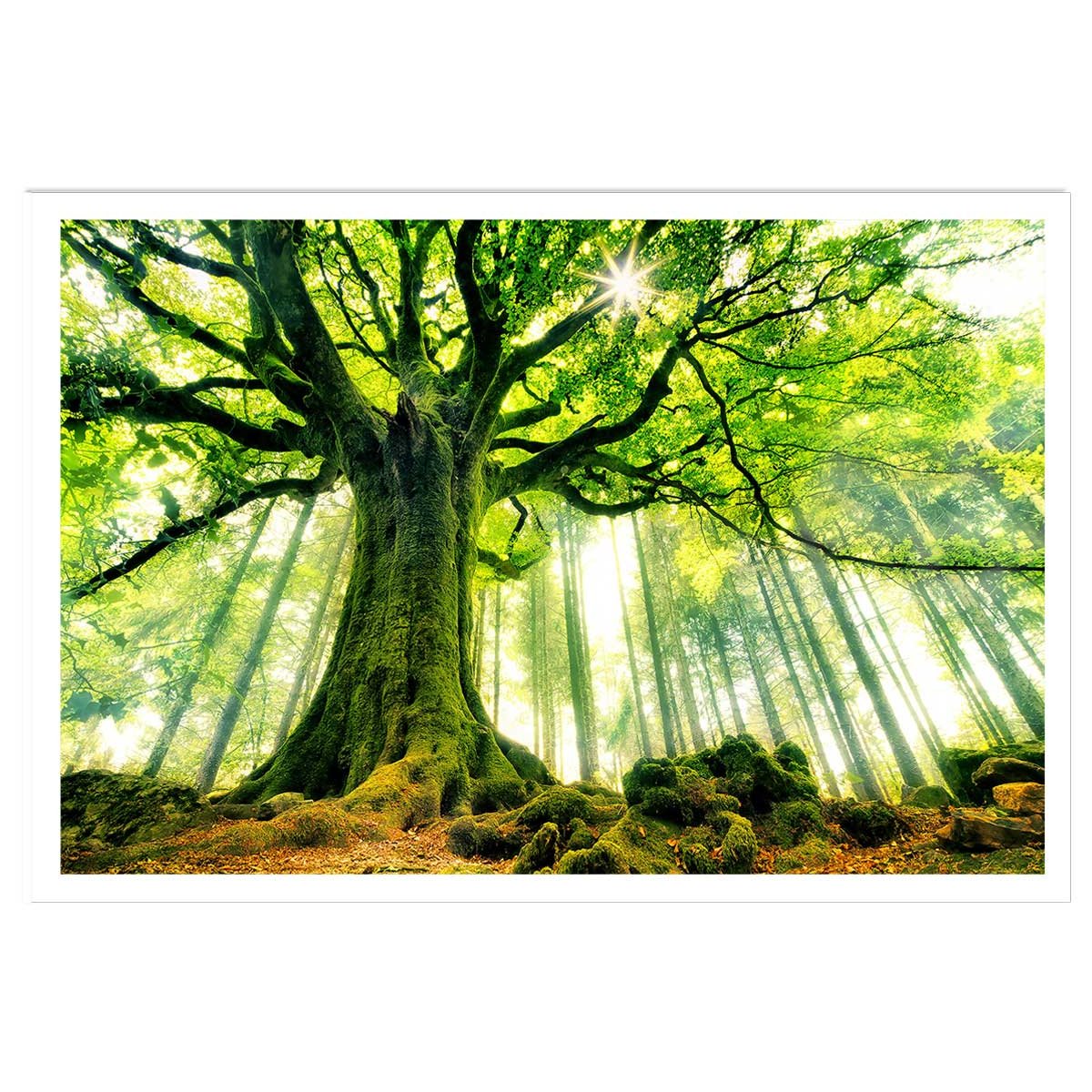 Affiche nature l 'hêtre de ponthus affiche seule, HEXOA