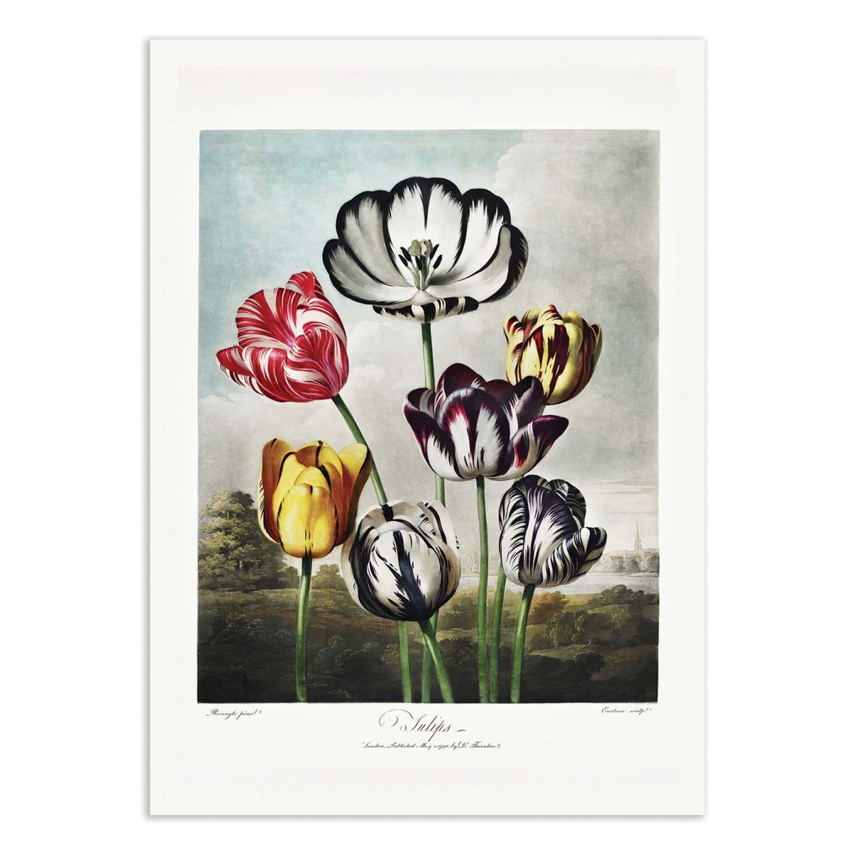 Affiche d'art - Tulips from The Temple of Flora (1807) - Robert John Thornton couleur unique, WALL EDITIONS
