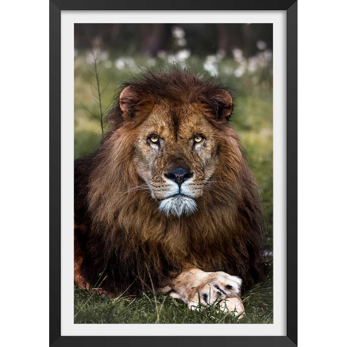Affiche animaux pattes de lion affiche + cadre en bois - noir, HEXOA