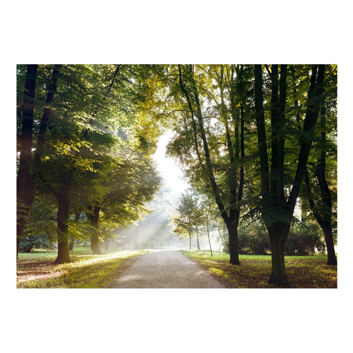 Papier peint intissé panoramique Paysage Promenade matinale vert, EDEN