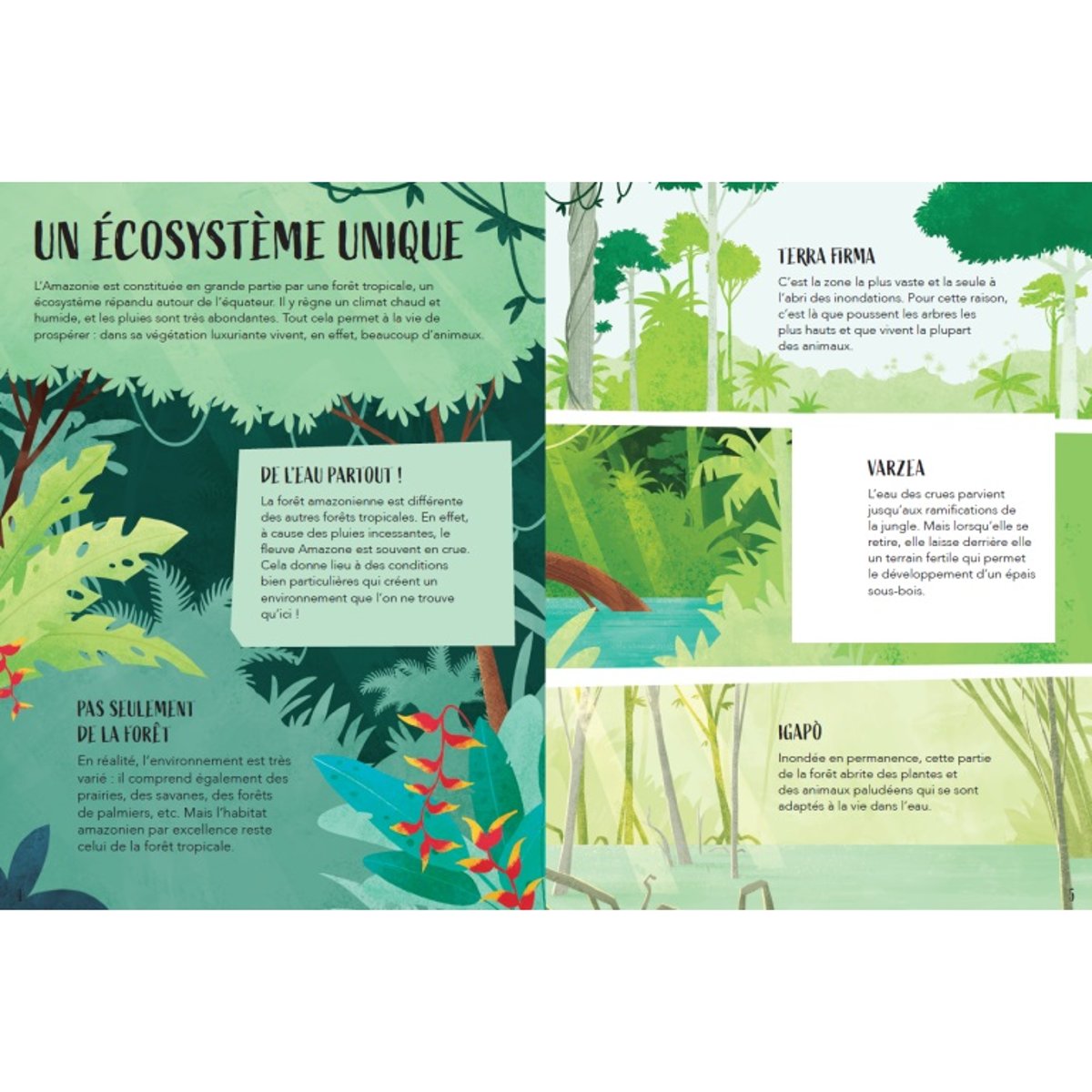 La Planète en Danger - L'Amazonie vert, SASSI JUNIOR