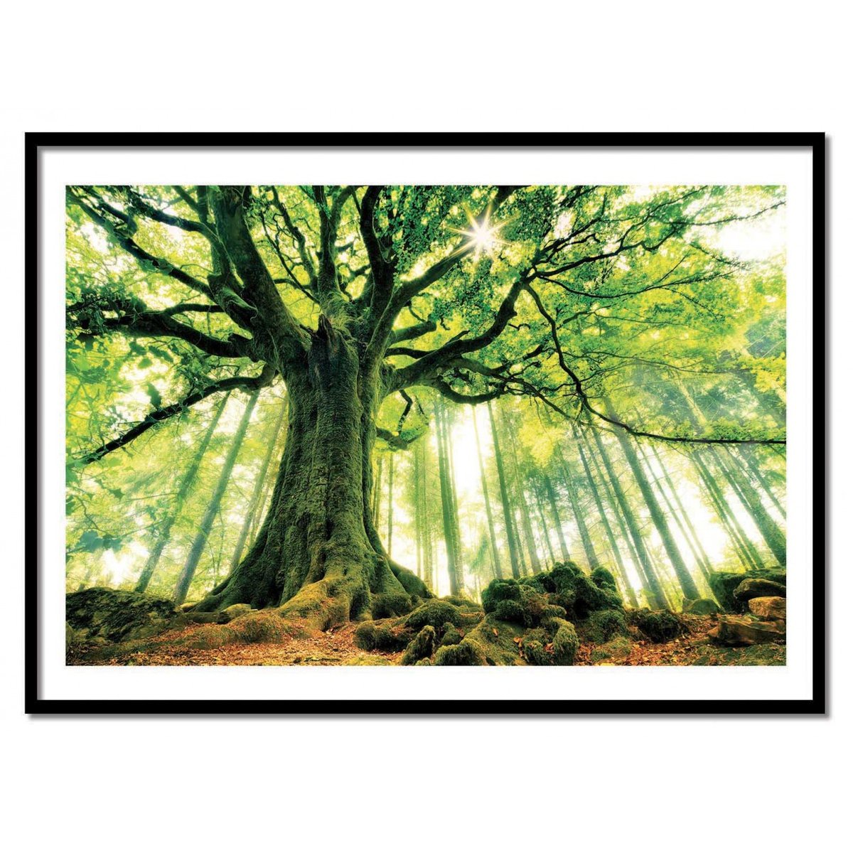 Affiche d'art - Ponthus' Beech - Christophe. Kiciak affiche d'art, WALL EDITIONS