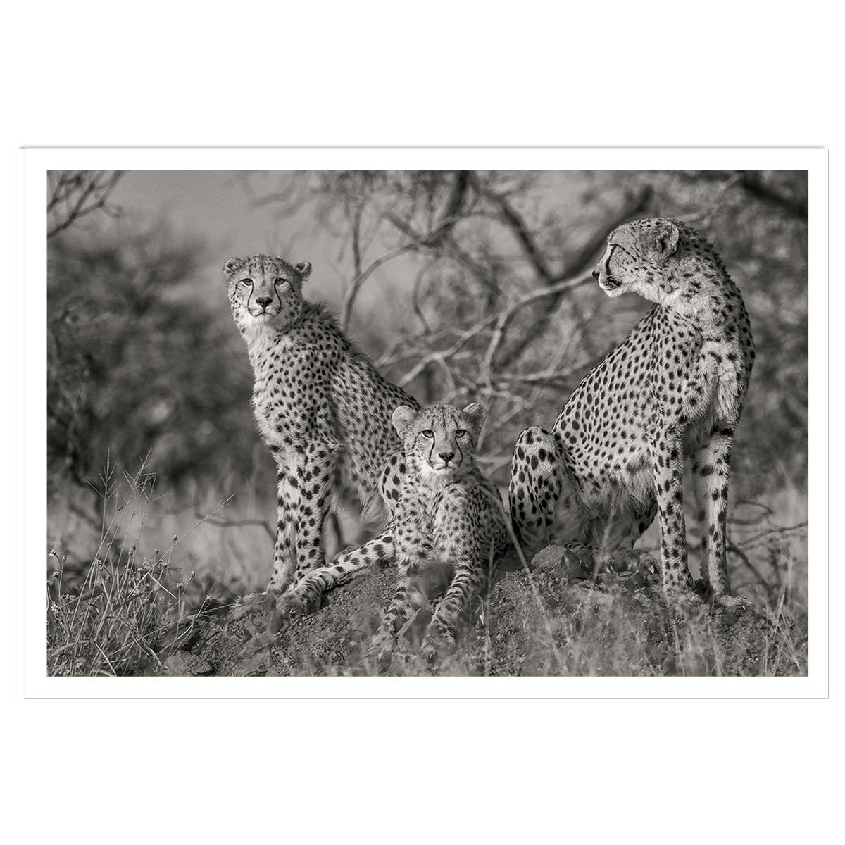Affiche animaux 3 petits chats affiche seule, HEXOA