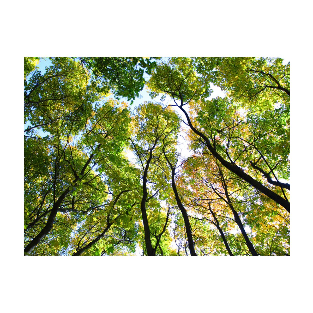 Papier peint intissé panoramique Paysage Looking up at the trees noir, EDEN